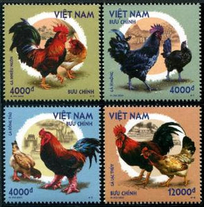 VIET2022-03 Roosters & Chickens (4)
